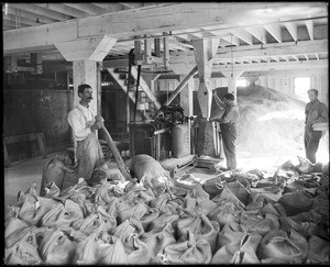 Workers weighing and sacking sugar at the Pacific Sugar Company, Visalia, Tulare County, California, ca.1900