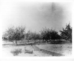 Apple orchard on Mel Kaufman's ranch near Sebastopol, 1935