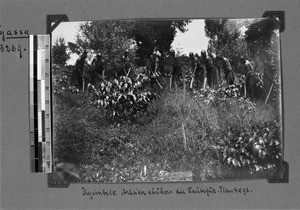 Plantation workers, Kyimbila, Tanzania, ca.1898-1914
