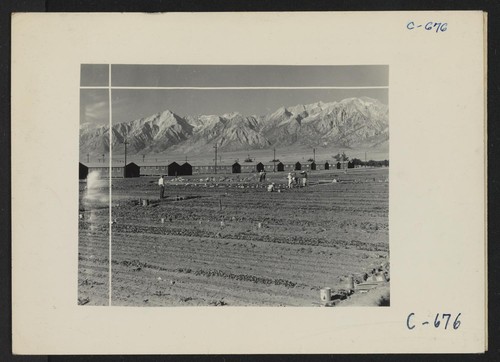 Manzanar, Calif.--A view of the hobby gardens, where, in plots 10 x 50 feet, evacuees of Japanese ancestry are growing flourishing garden-truck crops for their own use, in the wide space between rows of barracks. Photographer: Lange, Dorothea Manzanar, California