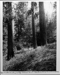 Open timber country in the Calif. National Forest, Mendocino County, nr. Deweel Sardeus