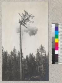The Topping of a Spar Tree. The first picture shows the high climber being hoisted to adjust the string of powder. The second shows removal of the top. It also shows the forked top which made removal difficult by sawing. Photo taken near Central Camp, Sugar Pine Lumber Company, by Honeycutt (?). 1923