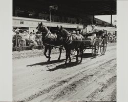 Pioneers drive horse team on Farmers' Day at the Sonoma County Fair, Santa Rosa, California, 1986