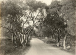 Road through Montecito (2 views)