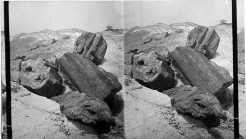 In the Petrified Forests of Arizona. Cat # 25 Petrified forests #38 pg. 76 replaces 13515, 2-23-29