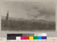 Pacific Lumber Company. Fire in logging slash on Bridge Creek. Eel River in foreground. Note tall redwood 300' x (?) projecting above second growth hardwood. The weeping type. June 9, 1923
