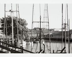 Group of boats moored at the Petaluma River turning basin, Petaluma, California, about 1954