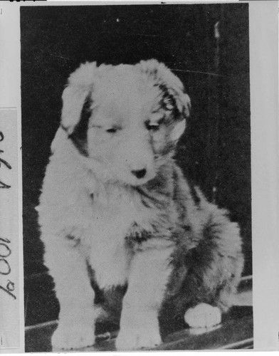 Boh as a silver-headed Australian puppy in 1917