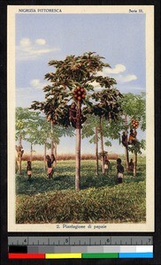 Men harvesting coconuts, Central African Republic, ca.1930