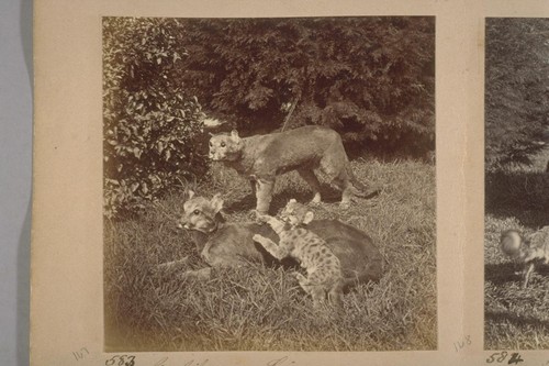Animals at Woodward's Gardens