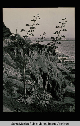 Looking south from palisades at the Santa Monica Pier and Century Plants