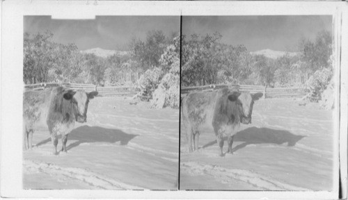 Montana. [A cow in an enclosed field in the snow]
