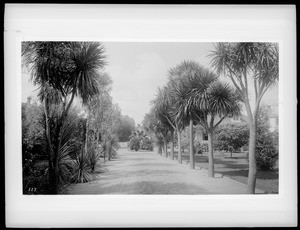 Dracena Palm trees on Adams Street, ca.1920