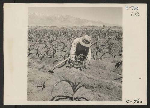 Manzanar, Calif.--Hoeing corn field on the farm project at this War Relocation Authority Center. 125 acres have already been cleared and put into crops. Photographer: Lange, Dorothea Manzanar, California