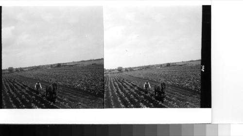 Near Shannonbridge: farmer working in his potato field in the upper Shannon river valley