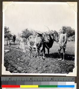 Ploughing a field on the Mission farm, Shendam, Nigeria, 1923