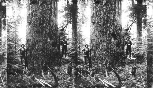 Giant Fir Tree. 18 feet in diameter, Washington