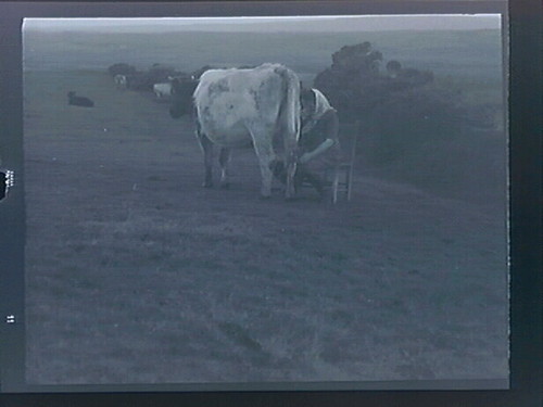 Untitled (Landscape w/cows)