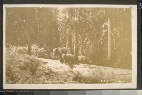 Bear and cub, Grant Forest