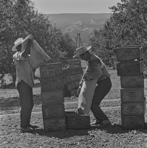 Men pouring pears into boxes, Berryessa Valley