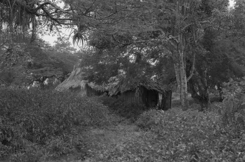 House amongst trees, San Basilio de Palenque, 1976