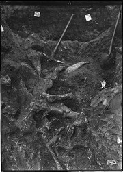 Pit 9. Elephant bones. (RLB-143)
