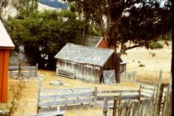 Unidentified old barn, fence and Eucalyptus tree, 1982