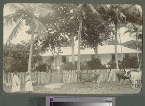 Mrs Gunn and Ruth, Anelgauhat, Anatom, Vanuatu, 1903