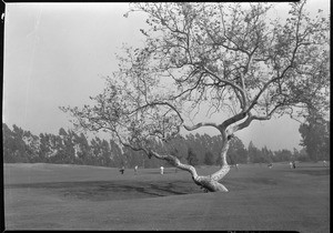 Golf course in Los Angeles, showing a tree in the foreground