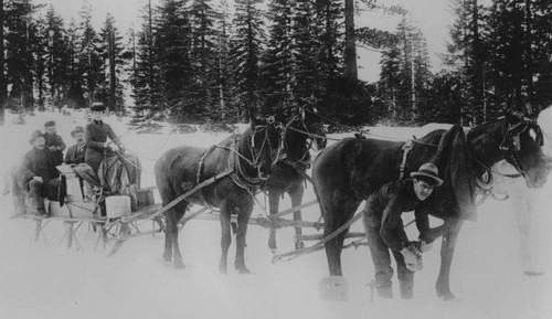 Snowshoed Horse Team Group Portrait (Side View)
