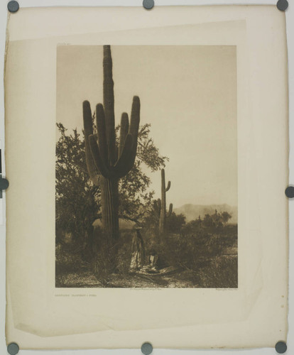 Saguaro harvest, Pima