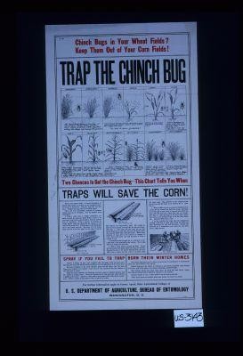 Chinch bugs in your wheat fields? Keep them out of your corn fields! Trap the chinch bug. ... Traps will save the corn! Spray if you fail to trap; burn their winter homes