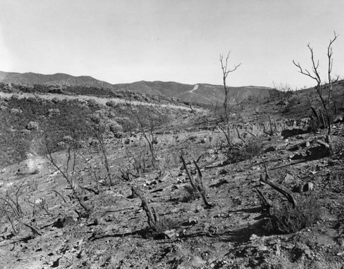 Burned area at Bouquet Canyon