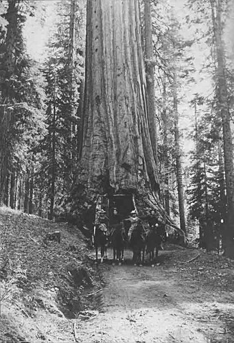 Wawona Tunnel Tree with horses and riders
