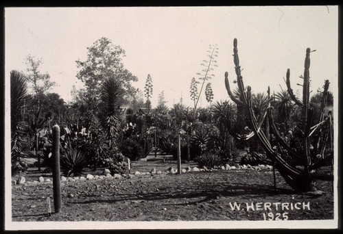 Expansion of the cactus garden, 1925