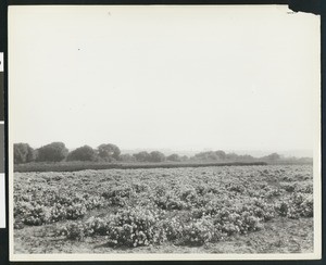 Flower seed farm along the banks of the Santa Inez River in Lompoc, ca.1920