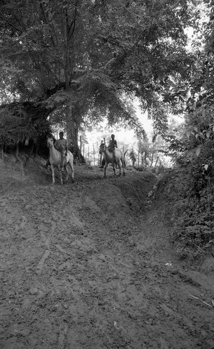 Man and boy riding mules down down a hill, San Basilio de Palenque, 1976