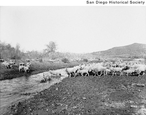 A herd of sheep crossing a stream in the Sweetwater Valley