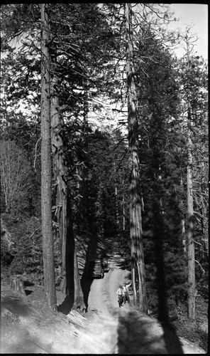 Witness Tree before cutting, Arborglyphs, Roads, near Camp Conifer, Assistant Chief Ranger I.D. Kerr and Project Supervisor Grahm Watson pictured