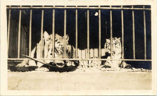 [Tigers in a cage in The Zone at the Panama-Pacific International Exposition]
