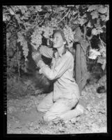 Shirley Garman of the American Women's Voluntary Services picking grapes in Delano, Calif., 1942