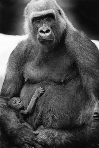 Evelyn and her baby gorilla