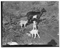 Peter Granara with triplet goats