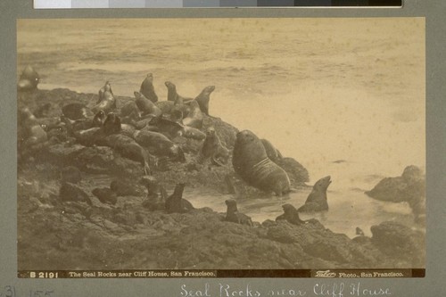 The Seal Rocks near Cliff House, San Francisco. B 2191. [Photograph by Isaiah West Taber.]