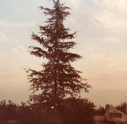 Tree at dusk during ceremony, 1980