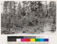 Plot 2-D. Western yellow pine-white fir type, Fruit Growers Supply Company, Lassen N. F. After logging