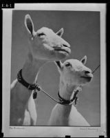 A photograph of two goats on exhibit at the Los Angeles Museum, Los Angeles, 1939