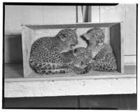 Baby leopards at Fleishhacker Zoo