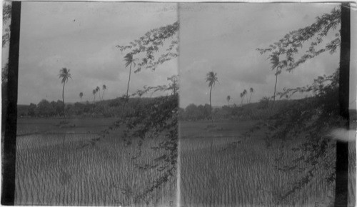 Rice Fields Near Honolulu. Hawaii