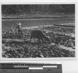 A man and water buffalo plowing at Wuzhou, China, 1947